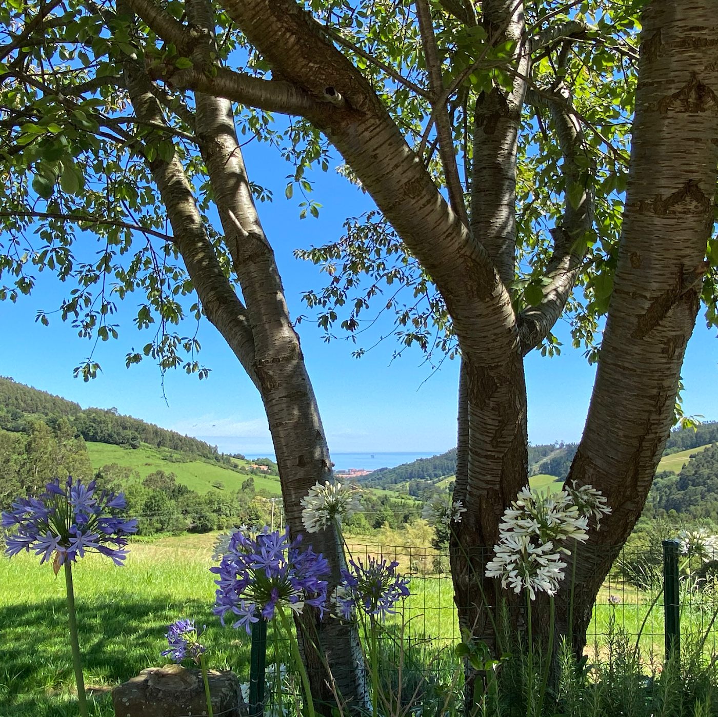 Agapantos bajo el árbol del jardín, con el mar de fondo